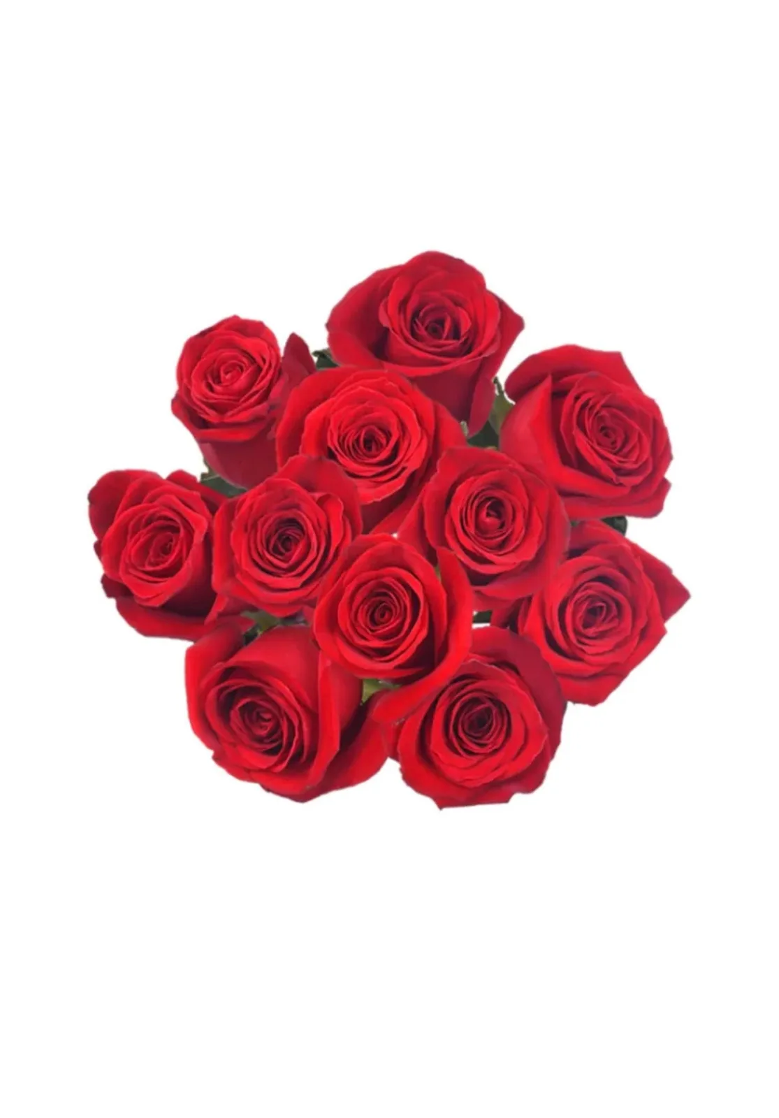 Cb rose